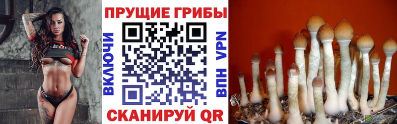 где купить наркоту  Всеволожск  Галлюциногенные грибы Psilocybe 